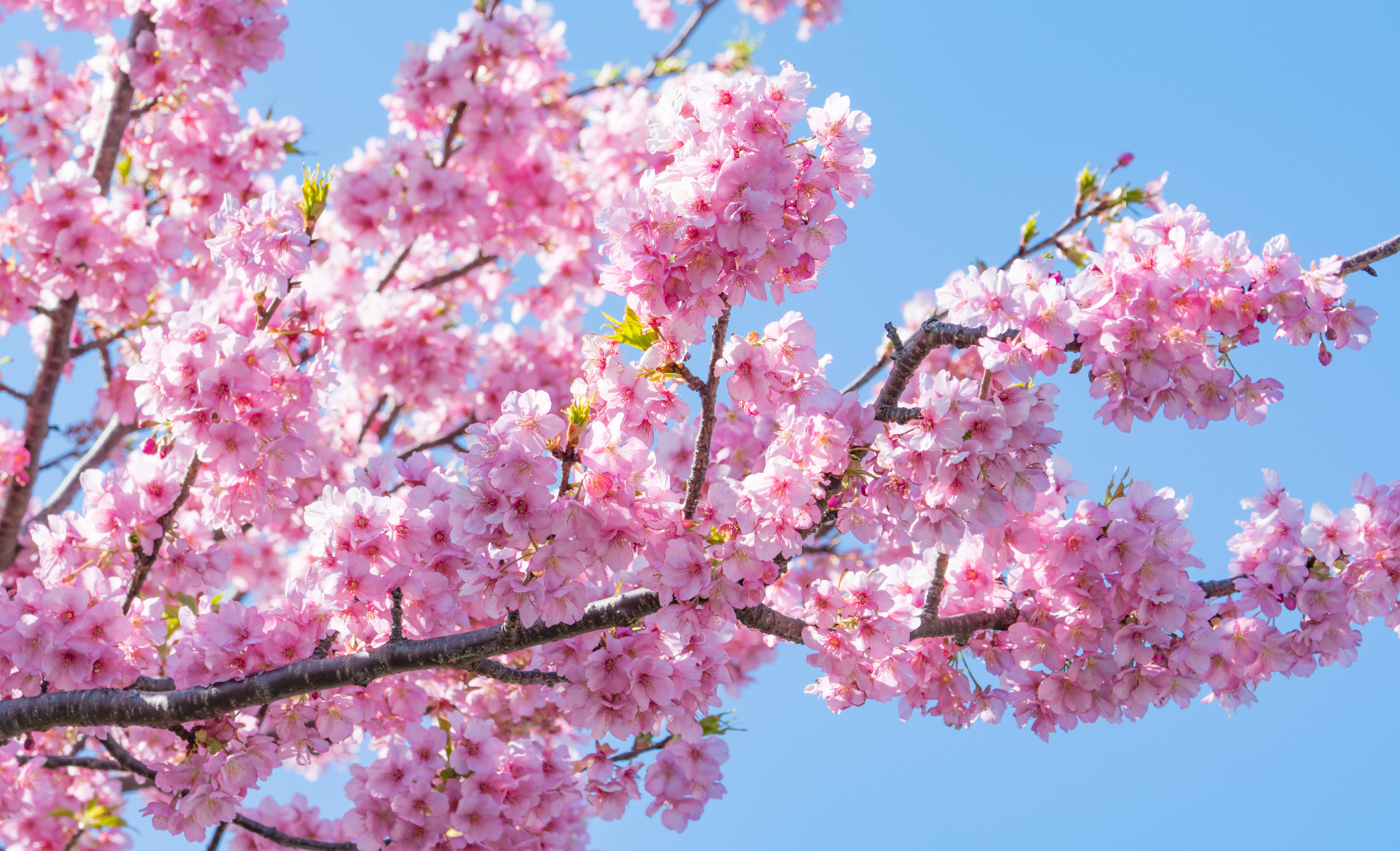 早咲き桜はいつから咲くの 桜の品種は 早咲き桜の名所はどこ 大人女性のためのwebマガジンeclair